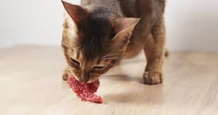 A Balanced Feast: How Many Times A Day Should You Feed Your Feline Friend?