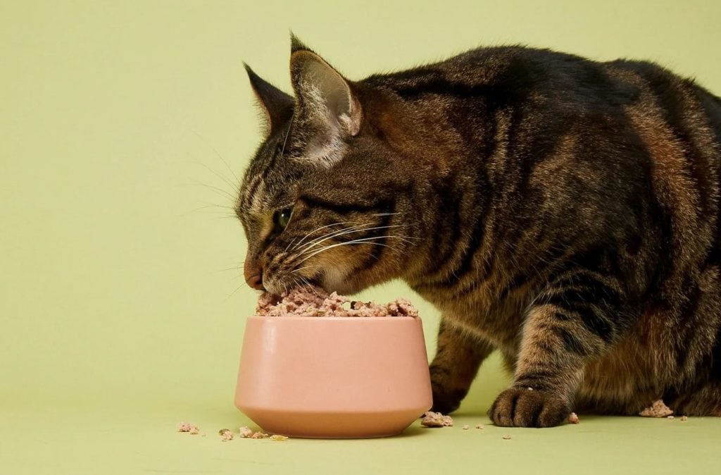 Canned Tuna Treats for Cats: Creative and Nutritious Recipes You Can Make at Home